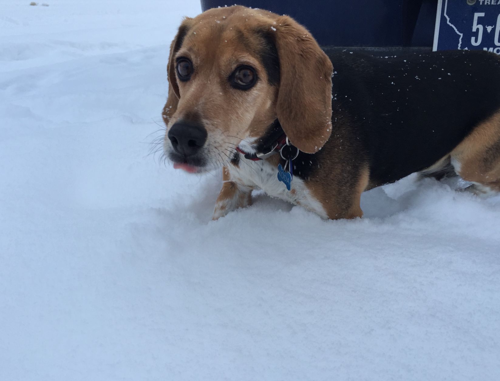 Beagle in snow